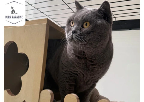 Comfortable Cat Accommodation in Melbourne