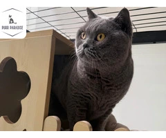 Comfortable Cat Accommodation in Melbourne