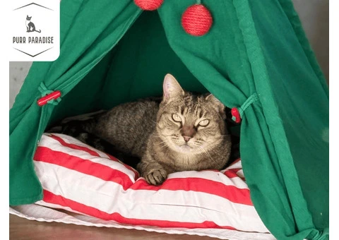 Safe and Affordable Cat Boarding in Melbourne