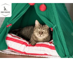 Safe and Affordable Cat Boarding in Melbourne