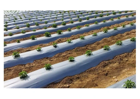 Mulch Film: Smart Agricultural Solution For Soil Protection