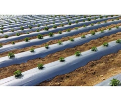 Mulch Film: Smart Agricultural Solution For Soil Protection