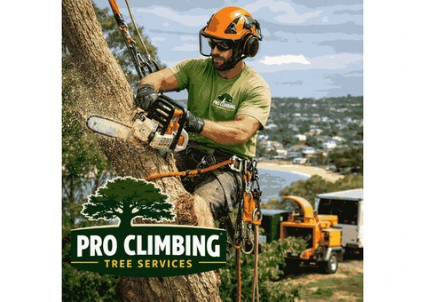 Professional Tree Removal & Tree Services in Sydney | Pro Climbing Tree Services