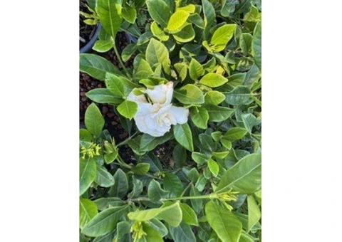 Fragrant Plant Nursery in Australia – Buy Aromatic Garden Plants Online