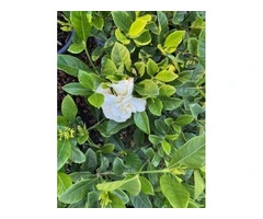 Fragrant Plant Nursery in Australia – Buy Aromatic Garden Plants Online