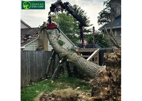 Safe and Efficient Palm Tree Removal in Melbourne