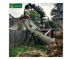 Safe and Efficient Palm Tree Removal in Melbourne