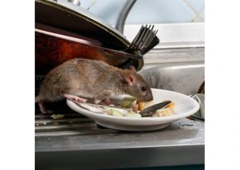 Best Rat Control Services in North Shore – Call Now