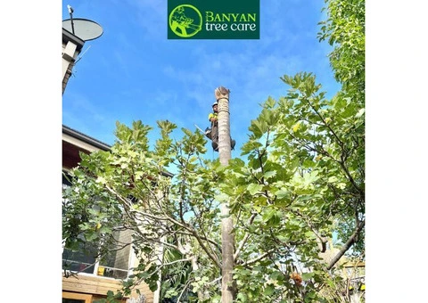 Professional Tree Removal Services in Melbourne for Safe and Efficient Results