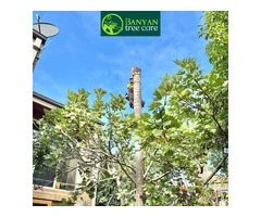 Professional Tree Removal Services in Melbourne for Safe and Efficient Results
