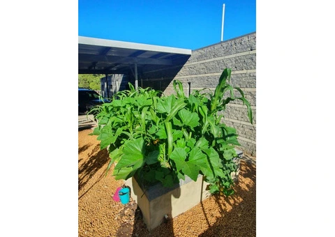 Organic Fertiliser for Home Gardens in Australia – Grow Naturally