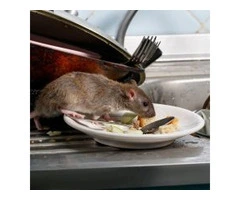 Possum Control Services in Sydney, NSW