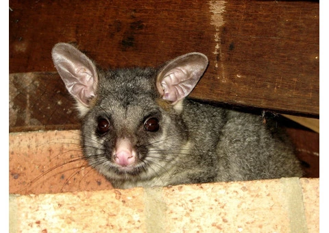 Safe Possum Removal in Melbourne with Proper Inspection and Prevention
