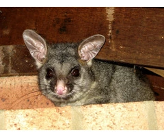 Safe Possum Removal in Melbourne with Proper Inspection and Prevention