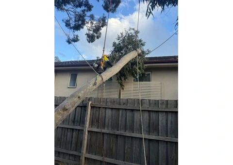 Arborist in Melbourne - 1/6