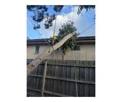 Arborist in Melbourne