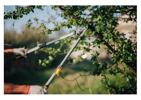 Arborist in Melbourne - 2/6