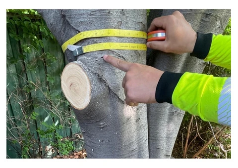 Arborist in Melbourne - 5/6