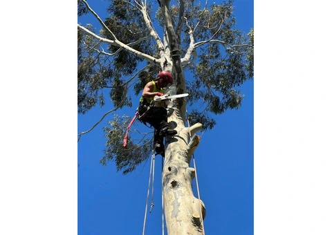Arborist in Melbourne - 6/6