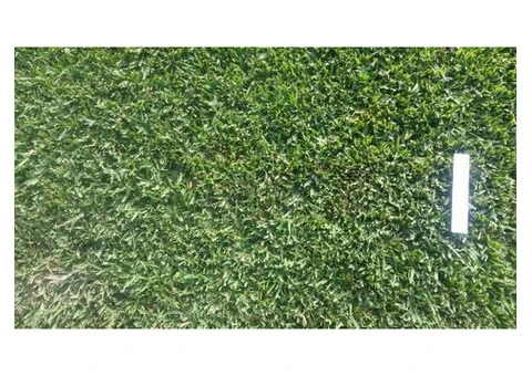 Buffalo Turf for Durable and Low-Maintenance Lawn Coverage