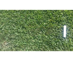 Buffalo Turf for Durable and Low-Maintenance Lawn Coverage