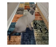 Siamese For Sale