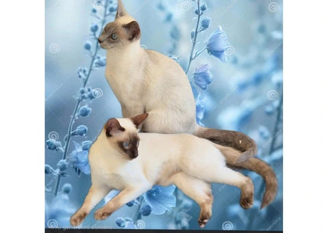 Siamese For Sale - 3/3