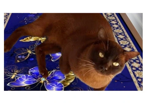 Burmese Available