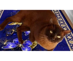 Burmese Available
