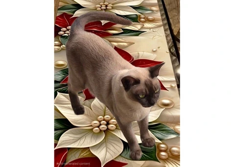 Burmese Available - 2/2