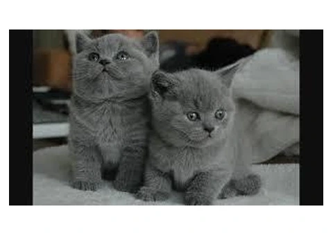 British Shorthair kittens ready for new homes. - 1/3