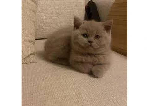 British Shorthair kittens ready for new homes. - 2/3