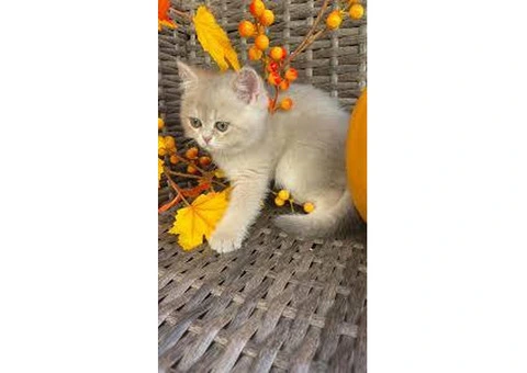 British Shorthair kittens ready for new homes. - 3/3