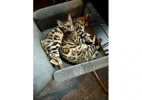 Bengal kittens ready for new homes. - 1/3