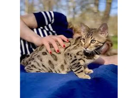 Bengal kittens ready for new homes. - 2/3
