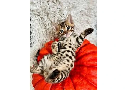 Bengal kittens ready for new homes. - 3/3