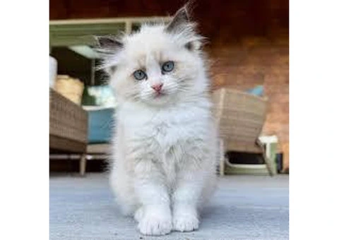 Ragdoll kittens ready for new homes. - 1/3