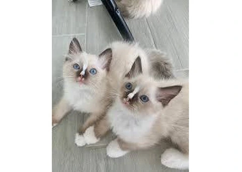 Ragdoll kittens ready for new homes. - 2/3