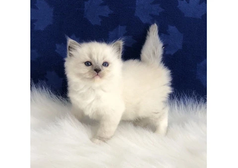 Ragdoll kittens ready for new homes. - 3/3
