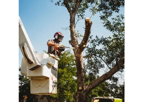 Affordable Tree Removal Sutherland Shire