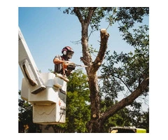 Affordable Tree Removal Sutherland Shire