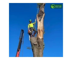 Stump Grinding Melbourne for a Clean Outdoor Space