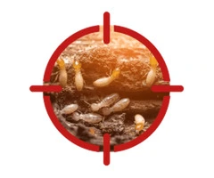 Termite Inspections & Control Treatment Near You