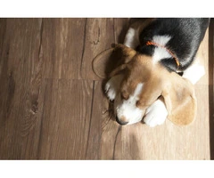 Timber Flooring Sydney