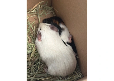 2 boy guinea pigs