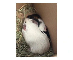 2 boy guinea pigs