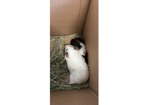2 boy guinea pigs - 2/2
