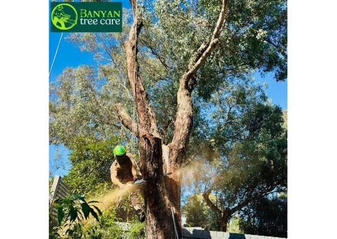 Tree Stump Removal in Melbourne for a Clean Finish