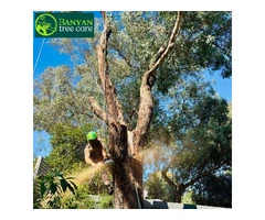 Tree Stump Removal in Melbourne for a Clean Finish