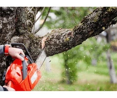 Expert Tree Removal Adelaide – 24/7 Local Arborists